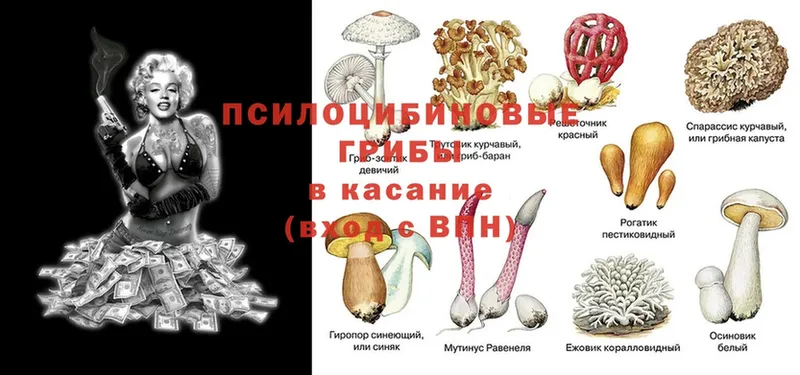 где можно купить   Тетюши  Псилоцибиновые грибы Psilocybe 